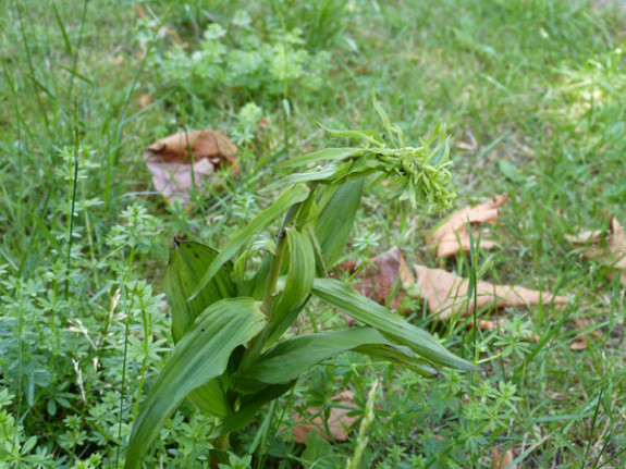 wespenorchis
