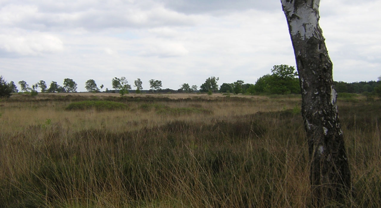 Groote Heide