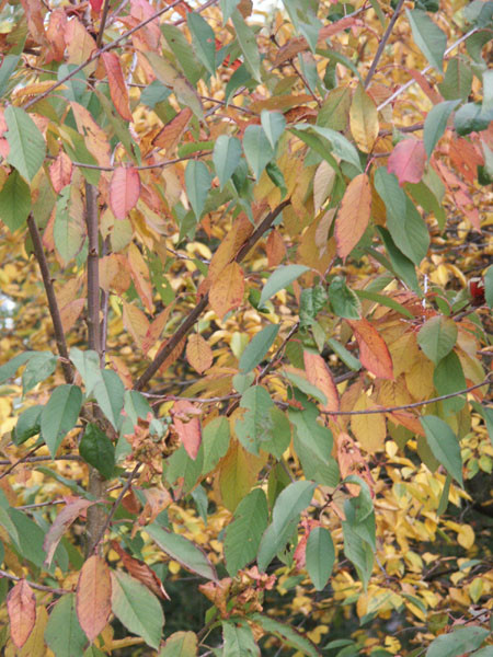 kers herfstblad