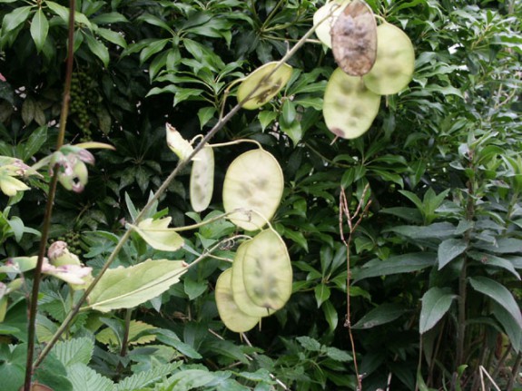 Judaspenning IVN Valkenswaard-Waalre