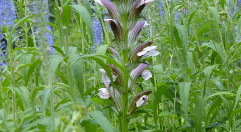 Wat bloeide daar in de Vlindertuin?