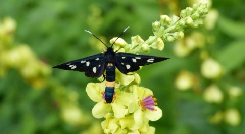 Gast uitgelicht: Phegeavlinder