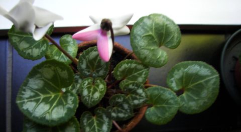 Wonder-cyclamen