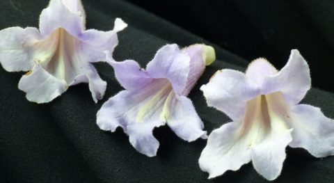 Anna Paulownaboom in bloei