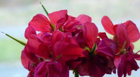 Vrucht in de geranium