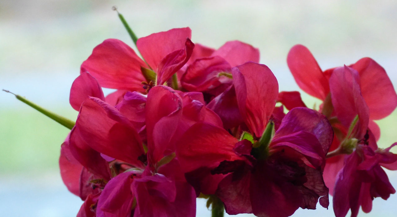 Vrucht in de geranium