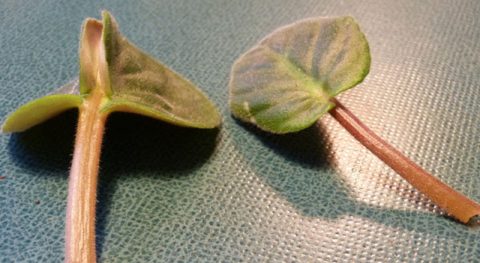 Omtrent het Kaaps Viooltje