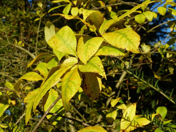 chionanthus-blad IVN Valkenswaard-Waalre