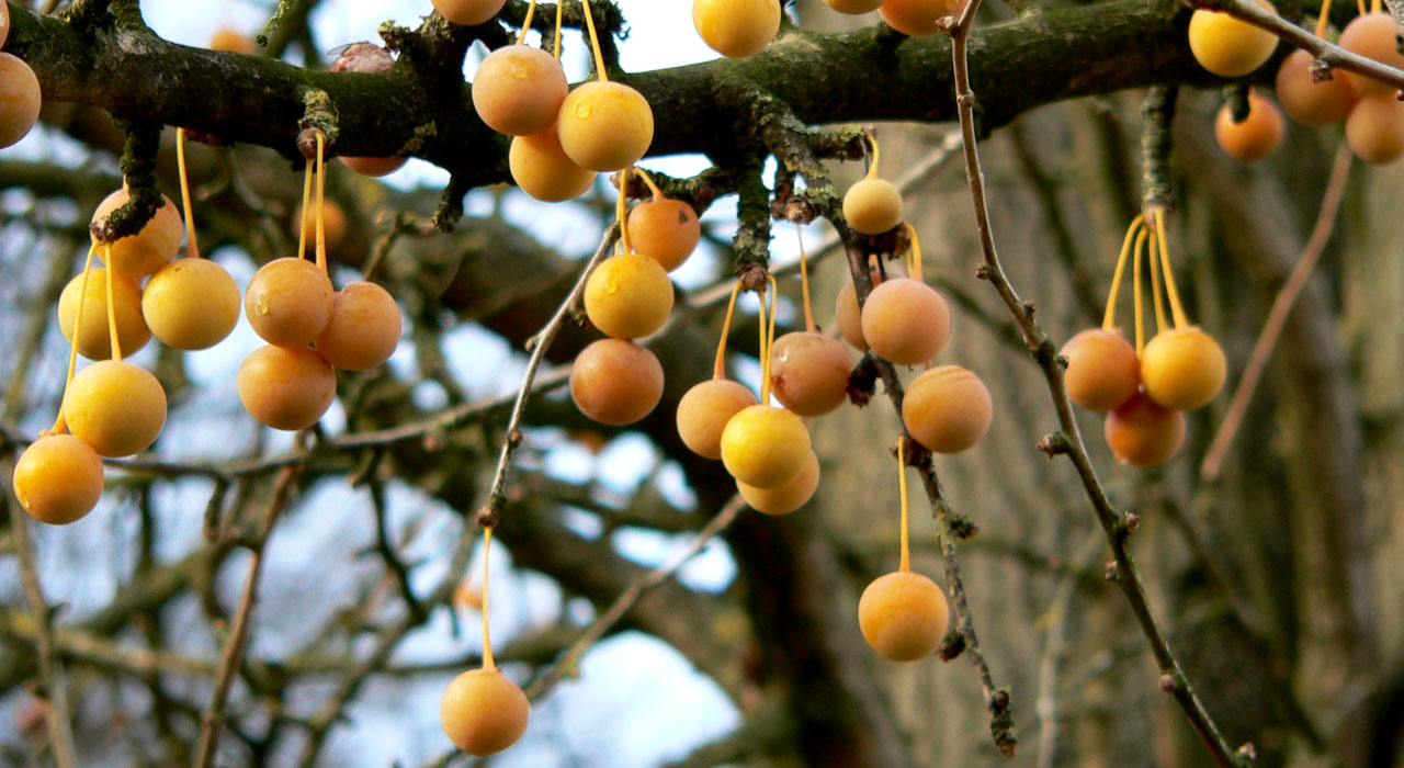 De Ginkgo biloba