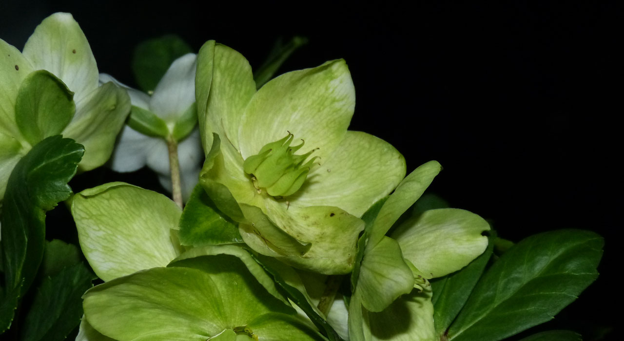 Helleborus niger