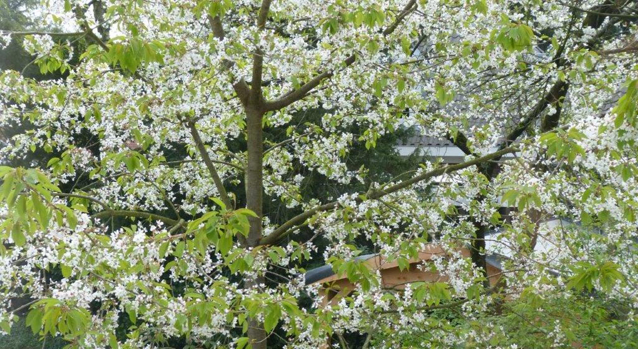 Een kersenboom