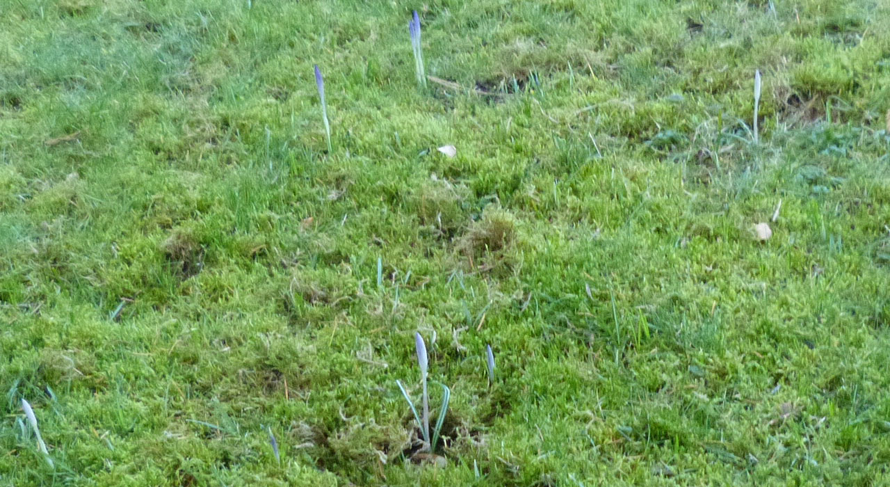 Vroege lucifers
