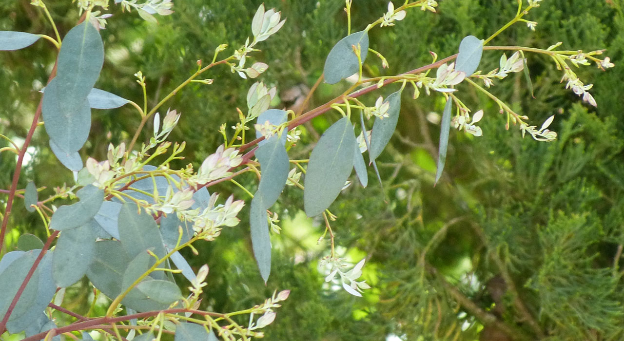 Het Eucalyptus gevecht