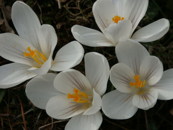 crocus vernus bloem