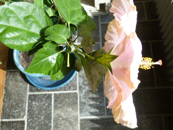 hibiscus bloem