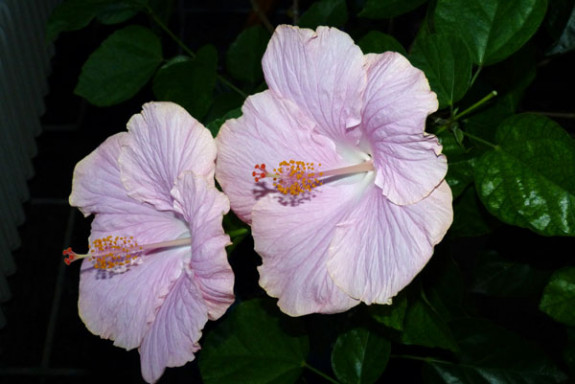 hibiscusbloemen