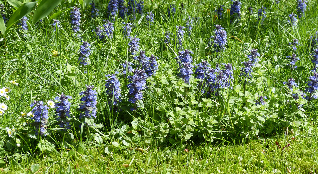 De spontane tuin