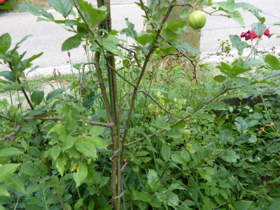 sierprunus twee soorten vruchten 2