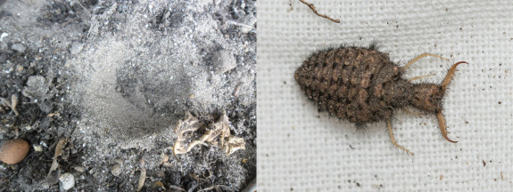 mierenleeuw kuil en larve