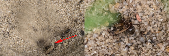 mierenleeuw in actie v2