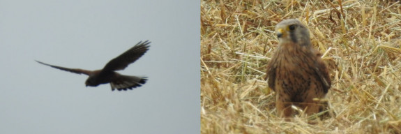 torenvalk biddend en op de grond