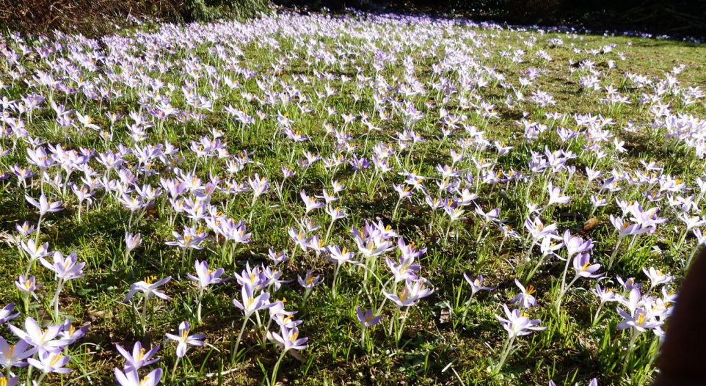 Weer die krokus