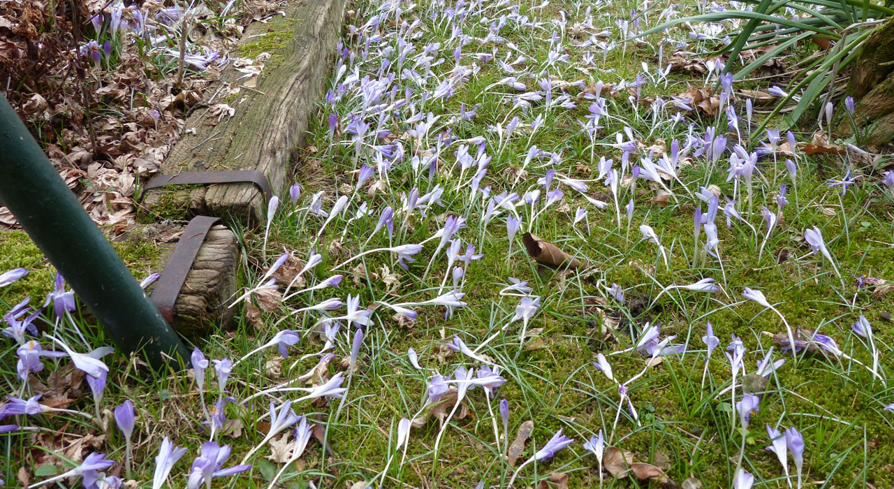 Krokus vervolg