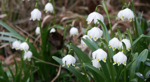 Klokjes voor de lente