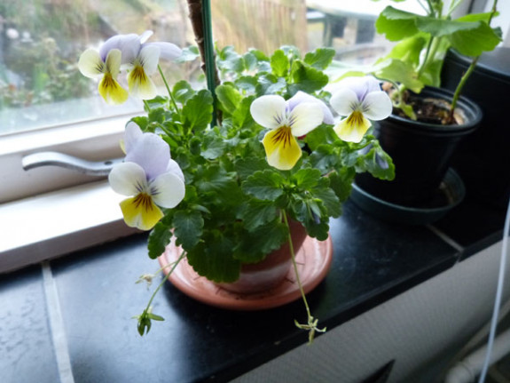 viooltje uit potgrond