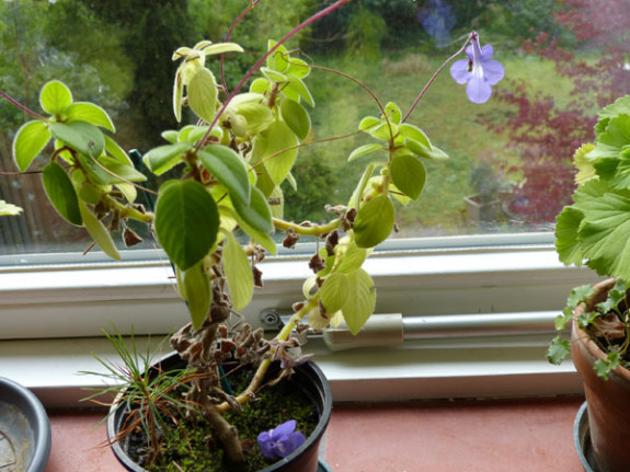blauwspar onder streptocarpus