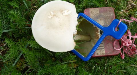 Verschijningsvormen