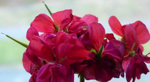 De Pelargonium