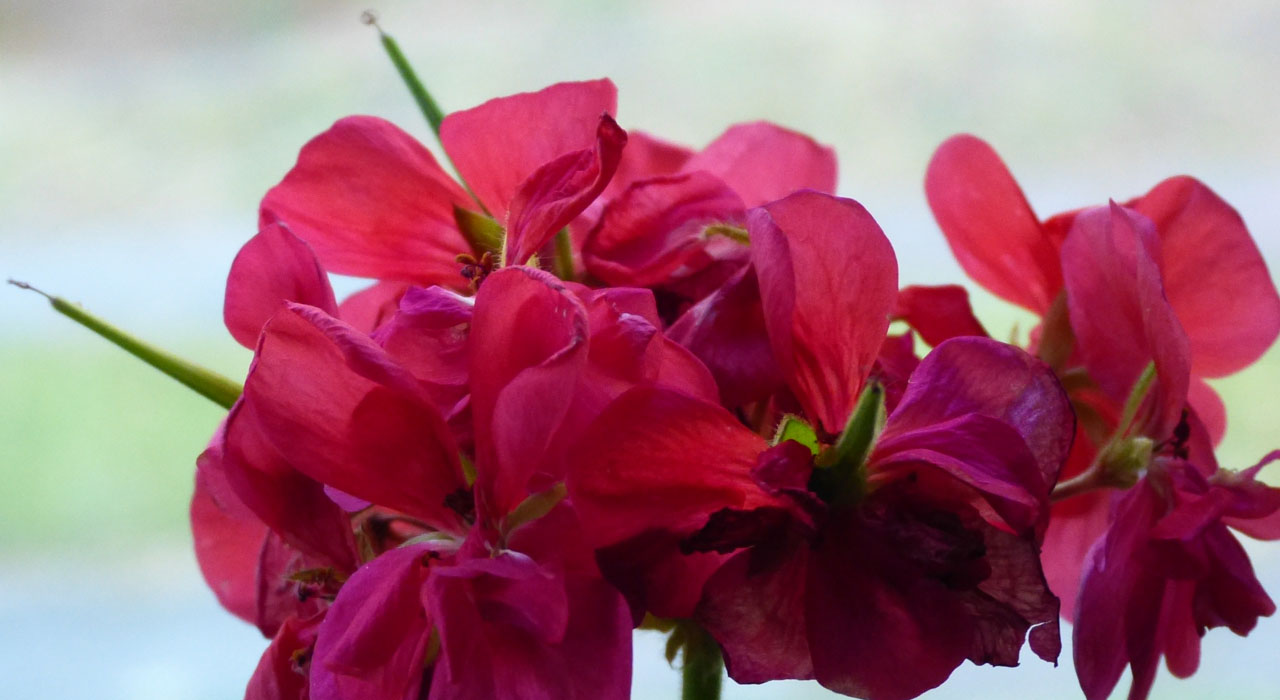 De Pelargonium