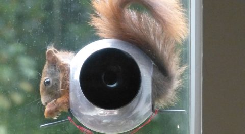 Voedering rond het huis