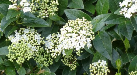 Viburnum glorie