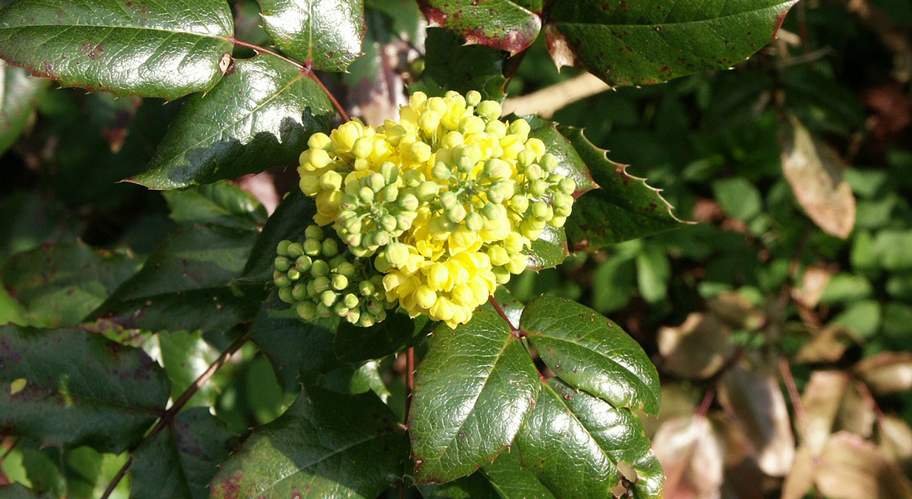 Mahonia alias Berberis