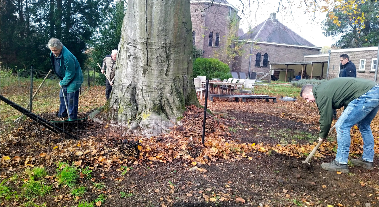 Handen uit de mouwen voor de oudste beuk van Borkel