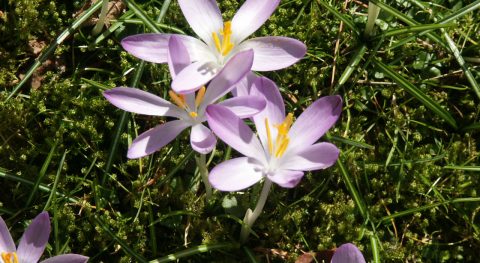 Die krokus weer