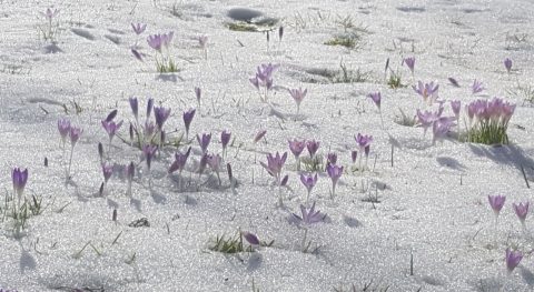 Het boerenkrokus leven