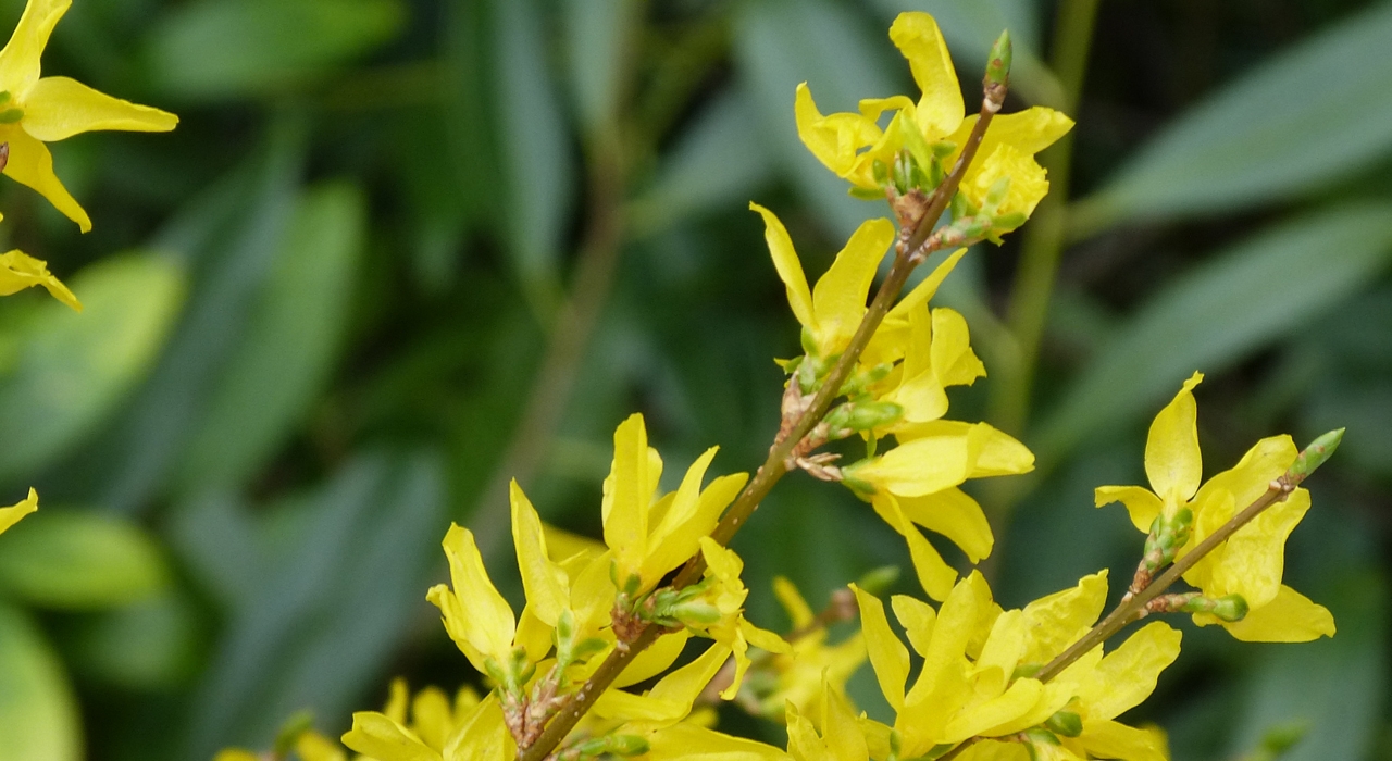 Forsythia
