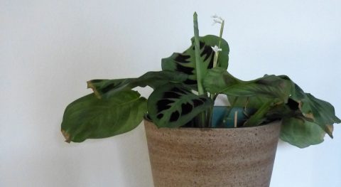 De hergeboorte van de Tiengebodenplant