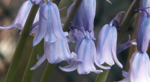 Een bluebell verrassing