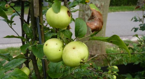Appeltjes