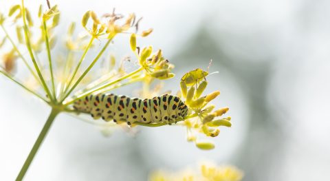 Resultaten vlinderinventarisatie 2021