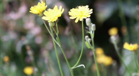 Een streepzaad leven