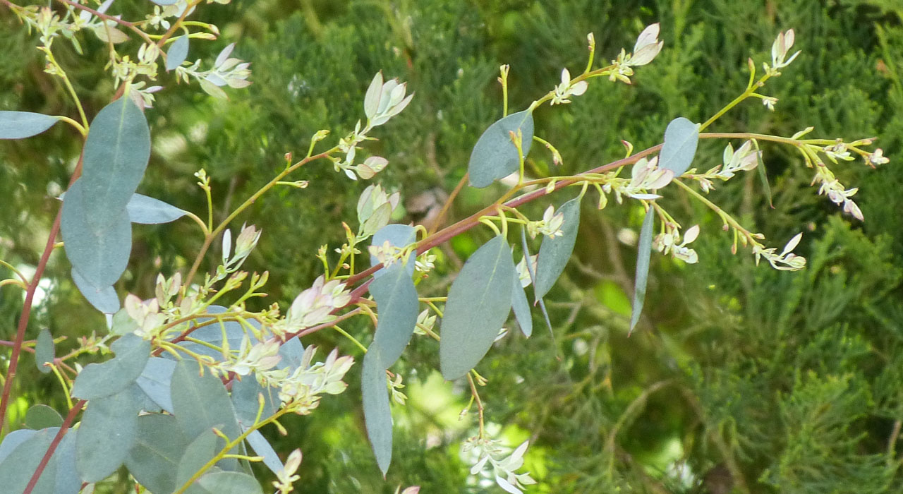 Eucalyptus