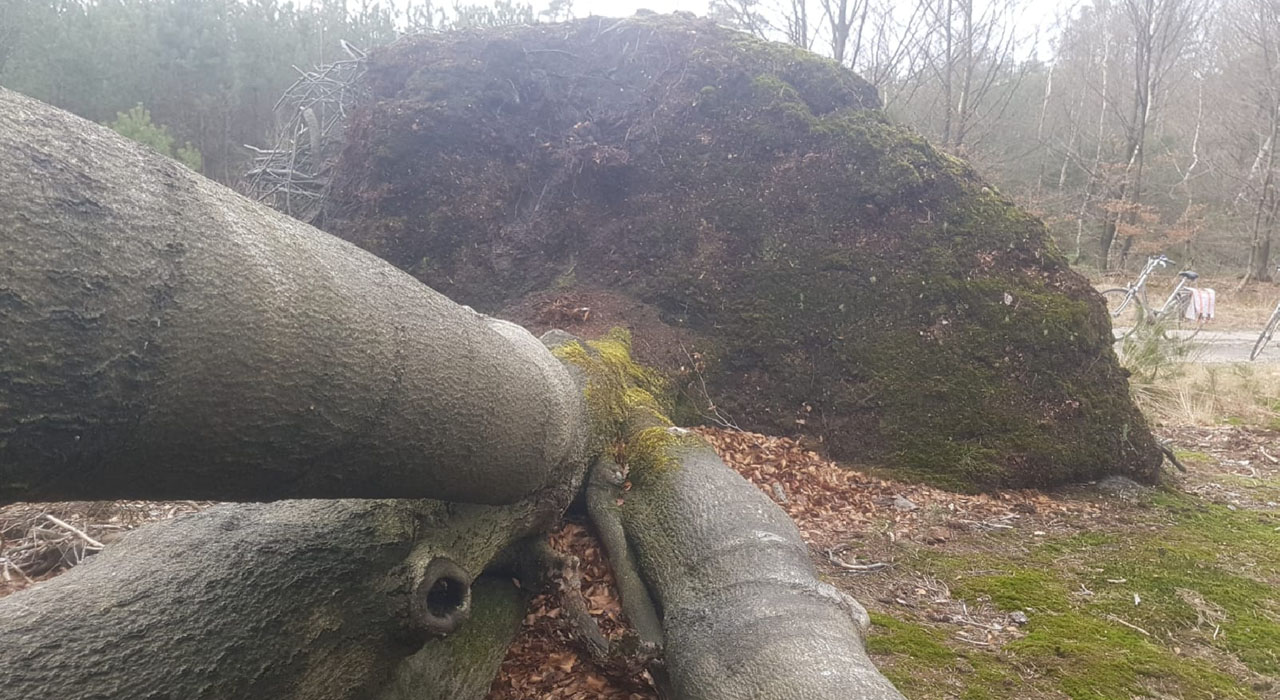 Bosbomen schade
