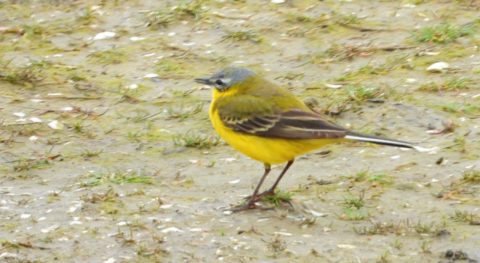 Resultaten broedvogelinventarisatie 2021