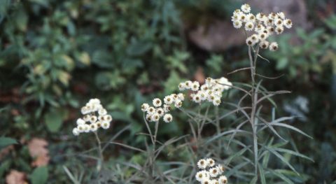 Nieuwe plantbeschrijvingen
