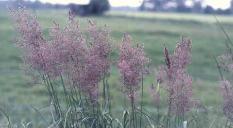 Aanvulling plantbeschrijvingen